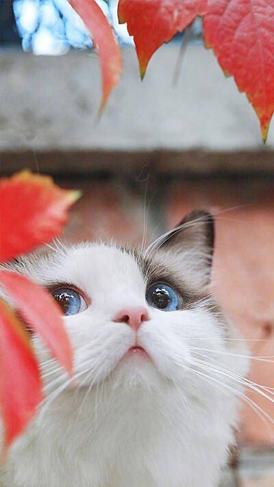 旺财猫最新动态，日常趣事、暖心陪伴一网打尽！